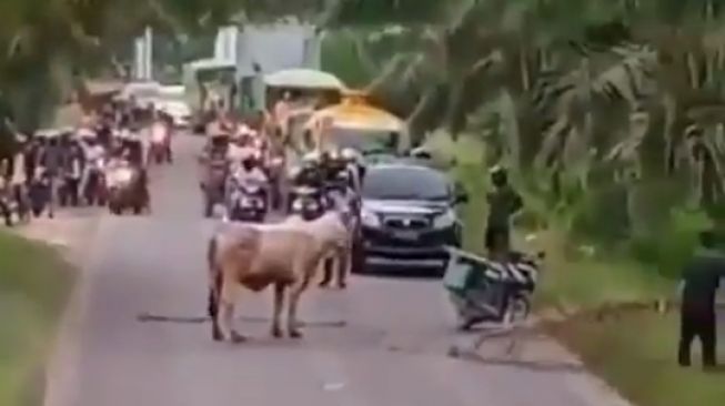 Sapi cegat pengendara di tengah jalan. (Instagram/lambe_turah)