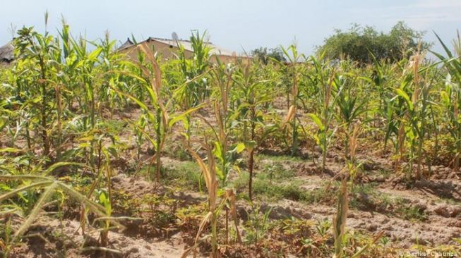 Penanaman varietas jagung yang lebih kuat merupakan salah satu strategi pertanian berkelanjutan yang diterapkan di Zimbabwe. [DW]