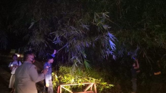 Cuaca Ekstrem Sebabkan Pohon Tumbang di Petir, Akses Jalan Terganggu