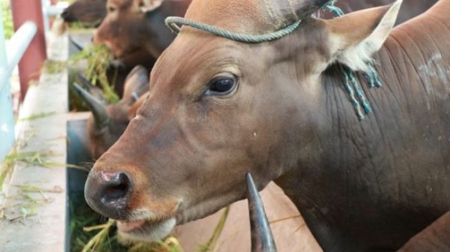 Jelang Lebaran, Lalulintas Hewan dan Tumbuhan di Pelabuhan Merak Diperketat