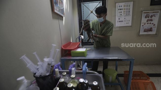 Petugas memeriksa kondisi hewan peliharaan yang dititipkan di Amore Animal Clinic, Pasar Minggu, Jakarta, Selasa (11/5/2021). [Suara.com/Angga Budhiyanto]