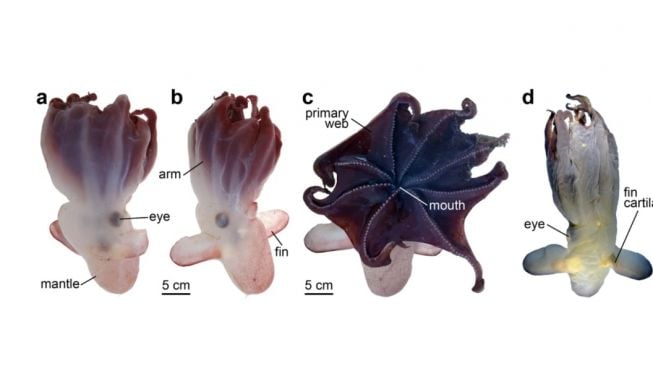 Gurita Dumbo. [BMC Biology]