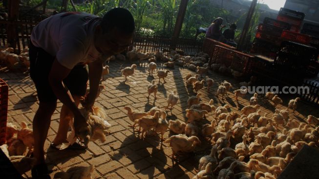 Pekerja menangkap ayam di Kawasan Pasar Bantargebang, Kecamatan Bantargebang, Kota Bekasi, Selasa (11/5/2021). [Suara.com/Dian Latifah]
