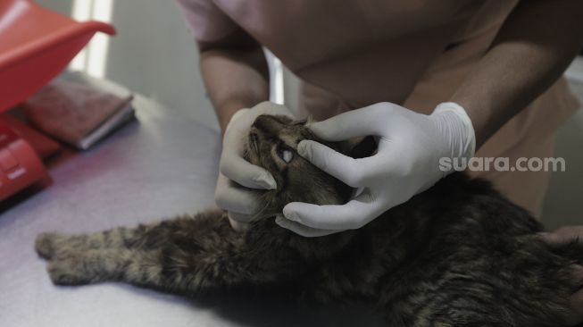 Dokter hewan memeriksa kondisi kesehatan hewan peliharaan yang akan dititipkan di Amore Animal Clinic, Pasar Minggu, Jakarta, Selasa (11/5/2021). [Suara.com/Angga Budhiyanto]