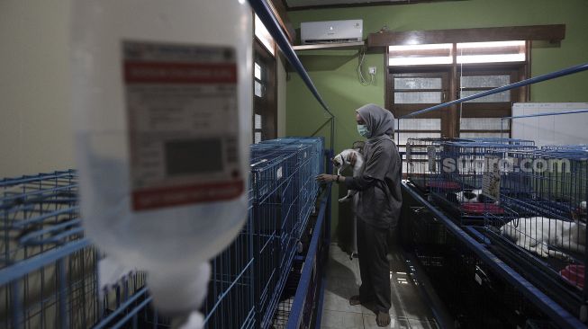 Petugas memeriksa kondisi hewan peliharaan yang dititipkan di Amore Animal Clinic, Pasar Minggu, Jakarta, Selasa (11/5/2021). [Suara.com/Angga Budhiyanto]