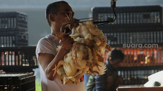 Pekerja menangkap ayam di Kawasan Pasar Bantargebang, Kecamatan Bantargebang, Kota Bekasi, Selasa (11/5/2021). [Suara.com/Dian Latifah]
