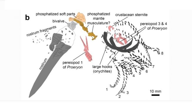 Fosil cumi-cumi zaman Jurassic. [Swiss Journal of Palaeontology]