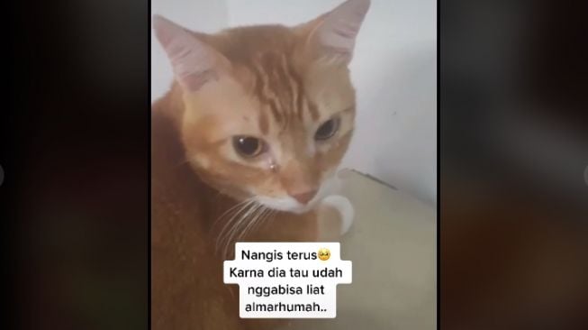 Kucing tangisi pemiliknya yang meninggal (tiktok.com/@putriyunitaa)