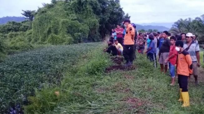 Petik Sayur Kangkung untuk Makanan Babi, Remaja Diterkam Buaya