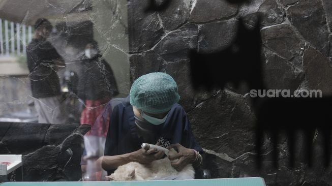 Petugas memberikan perawatan kepada hewan peliharaan yang dititipkan di Amore Animal Clinic, Pasar Minggu, Jakarta, Selasa (11/5/2021). [Suara.com/Angga Budhiyanto]