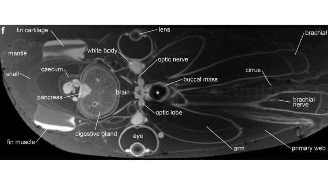 Gurita Dumbo. [BMC Biology]