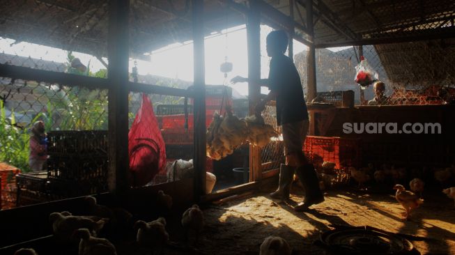 Pekerja menangkap ayam di Kawasan Pasar Bantargebang, Kecamatan Bantargebang, Kota Bekasi, Selasa (11/5/2021). [Suara.com/Dian Latifah]
