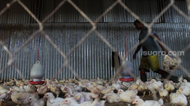 Pekerja menangkap ayam di Kawasan Pasar Bantargebang, Kecamatan Bantargebang, Kota Bekasi, Selasa (11/5/2021). [Suara.com/Dian Latifah]
