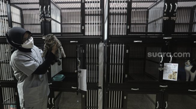 Petugas memeriksa kondisi hewan peliharaan yang dititipkan di Amore Animal Clinic, Pasar Minggu, Jakarta, Selasa (11/5/2021). [Suara.com/Angga Budhiyanto]