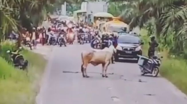 Seekor sapi memblokade jalan sehingga amenyebabkan pemudik gagal untuk mdik (Instagram)