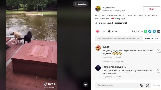 Jatuh Ke Danau, Anjing ini Histeris Langsung Nyebur Selamatkan Pemiliknya (TikTok/Asijaramm00)