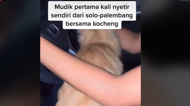 Seorang pemobil mudik sendirian hanya ditemani seekor kucing (TikTok)