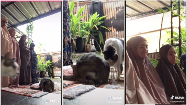 Kucing Berulah, Satu Keluarga Tahan Tawa saat Salat Ied, Videonya Viral