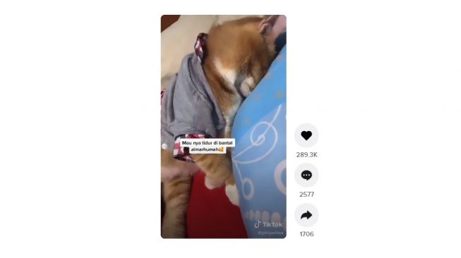 Reaksi kucing ditinggal mati pemiliknya. [TikTok]