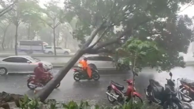 Penunggang Honda PCX nyaris tertimpa pohon. (Instagram)