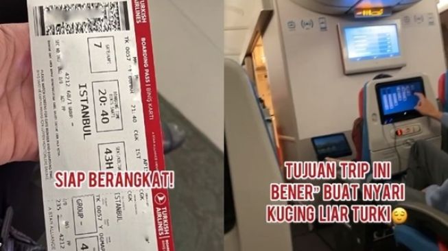 Gabut Tingkat Dewa, Tiktokers Ini ke Turki Cuma Buat Lihat Kucing Liar