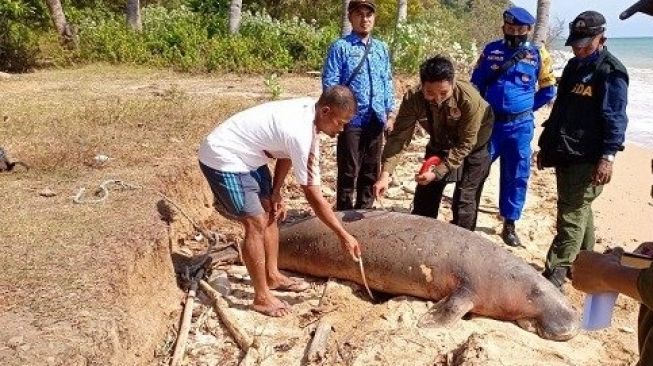 Dugong Mati Terdampar di Bawean, Ada Luka Bekas Tembakan