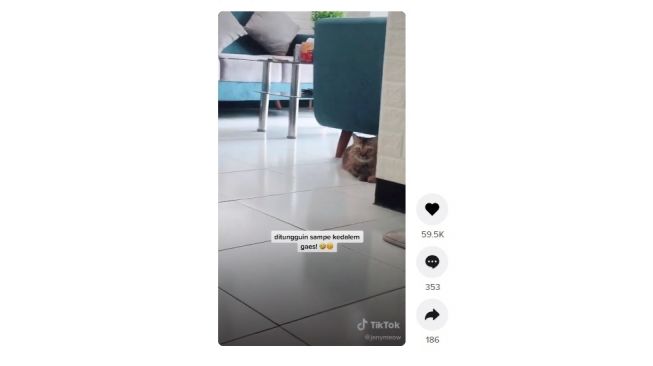 Main ke rumah tetangga dijemput kucing. [TikTok]