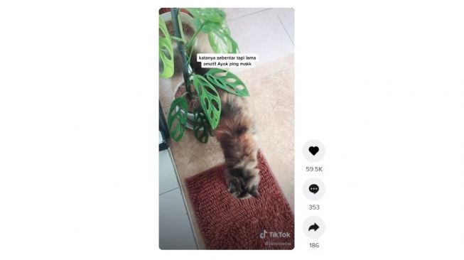 Main ke rumah tetangga dijemput kucing. [TikTok]