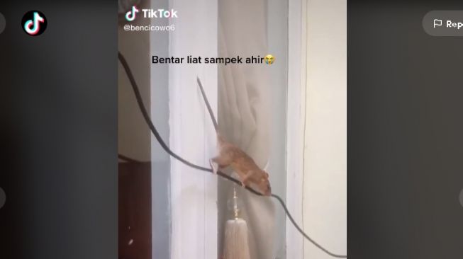 Tikus terjepit jendela (tiktok.com/@bencicowo6)