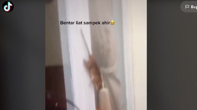 Tikus terjepit jendela (tiktok.com/@bencicowo6)