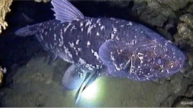 Coelacanth. [South African Journal of Science]