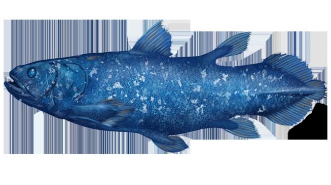 Coelacanth. [NOAA]