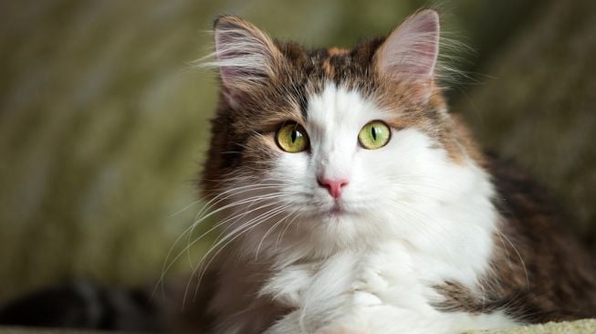 Kucing Peliharaan Mampu Temukan Jalan Pulang saat Tersesat 