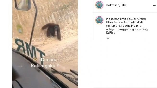 Viral diduga orangutan telantar di Kalimantan. (Instagram/@makassar_iinfo)