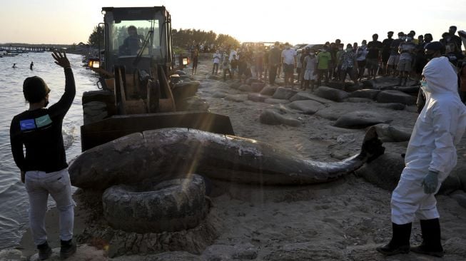 Petugas menggunakan alat berat memindahkan bangkai paus di Pantai Mertasari, Denpasar, Bali, Jumat (21/5/2021). [ANTARA FOTO/Fikri Yusuf]