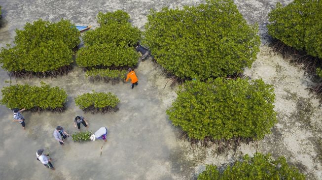 Sejumlah aktivis dan warga menanam bibit bakau di perairan pantai Pulau Harapan, Kabupaten Kepulauan Seribu, DKI Jakarta, Sabtu (22/5/2021). [ANTARA FOTO/Aditya Pradana Putra]