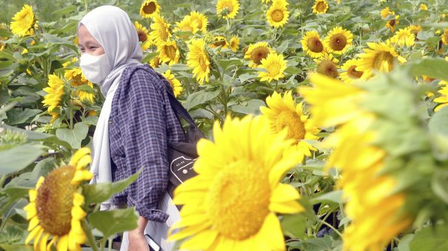 Pengunjung berfoto di antara tanaman bunga matahari di Bogor Sky Garden, Mall BTM, Kota Bogor, Jawa Barat, Sabtu (22/5/2021). [ANTARA FOTO/Arif Firmansyah]