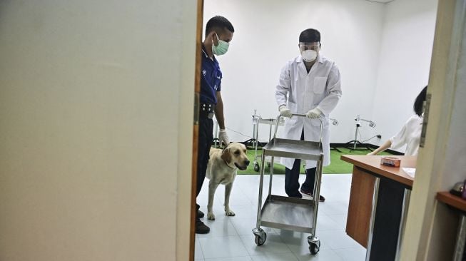 Seorang teknisi lab mengatur sampel keringat untuk diendus oleh anjing pelacak K9 jenis Retriever dalam tes mendeteksi COVID-19 melalui senyawa organik yang mudah menguap di Fakultas Ilmu Kedokteran Hewan, Universitas Chulalongkorn, Bangkok, pada (21/5/2021). [Lillian SUWANRUMPHA / AFP]