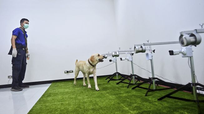 Bobby, anjing pelacak K9 jenis Retriever mengendus sampel keringat dalam tes mendeteksi COVID-19 melalui senyawa organik yang mudah menguap di Fakultas Ilmu Kedokteran Hewan, Universitas Chulalongkorn, Bangkok, pada (21/5/2021). [Lillian SUWANRUMPHA / AFP]