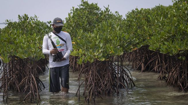 Warga membawa bibit bakau untuk ditanam di perairan pantai Pulau Harapan, Kabupaten Kepulauan Seribu, DKI Jakarta, Sabtu (22/5/2021). [ANTARA FOTO/Aditya Pradana Putra]