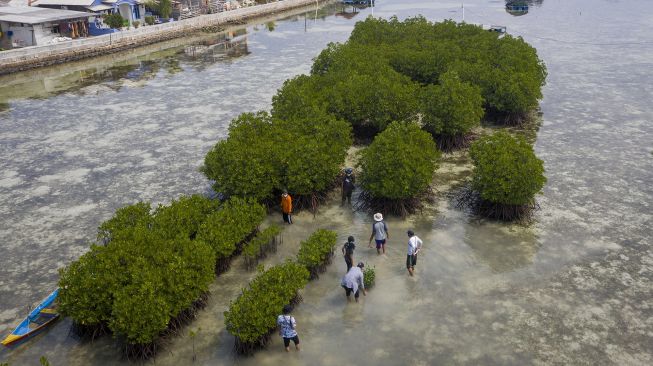 Sejumlah aktivis dan warga menanam bibit bakau di perairan pantai Pulau Harapan, Kabupaten Kepulauan Seribu, DKI Jakarta, Sabtu (22/5/2021). [ANTARA FOTO/Aditya Pradana Putra]