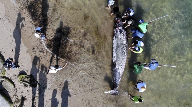 Petugas dan relawan berupaya memindahkan bangkai paus di Pantai Mertasari, Denpasar, Bali, Jumat (21/5/2021). [ANTARA FOTO/Fikri Yusuf]