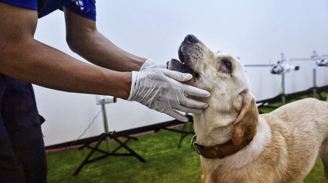 Bobby, anjing pelacak K9 jenis Retriever mendapat penghargaan dari pawangnya di sela-sela mengendus sampel keringat dalam tes mendeteksi COVID-19 melalui senyawa organik yang mudah menguap di Fakultas Ilmu Kedokteran Hewan, Universitas Chulalongkorn, Bangkok, pada (21/5/2021). [Lillian SUWANRUMPHA / AFP]