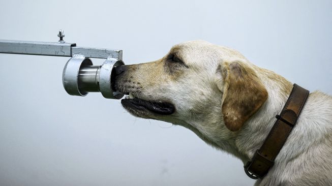 Bobby, anjing pelacak K9 jenis Retriever mengendus sampel keringat dalam tes mendeteksi COVID-19 melalui senyawa organik yang mudah menguap di Fakultas Ilmu Kedokteran Hewan, Universitas Chulalongkorn, Bangkok, pada (21/5/2021). [Lillian SUWANRUMPHA / AFP]