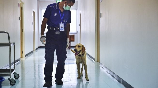 Bobby, anjing pelacak K9 jenis Retriever tiba untuk mengendus sampel keringat dalam tes mendeteksi COVID-19 melalui senyawa organik yang mudah menguap di Fakultas Ilmu Kedokteran Hewan, Universitas Chulalongkorn, Bangkok, pada (21/5/2021). [Lillian SUWANRUMPHA / AFP]