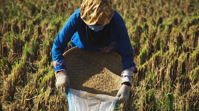 Proyek Lumbung Pangan 1 Juta Hektare di Merauke Jadi Program Prioritas Nasional