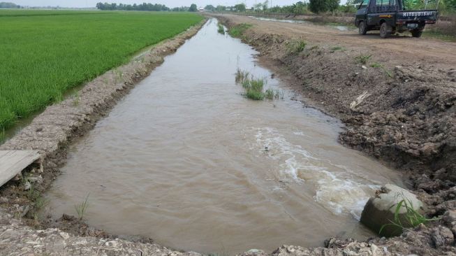 60 Ha Sawah di Mukomuko Terendam Banjir, Mentan Imbau Petani Ikut Asuransi