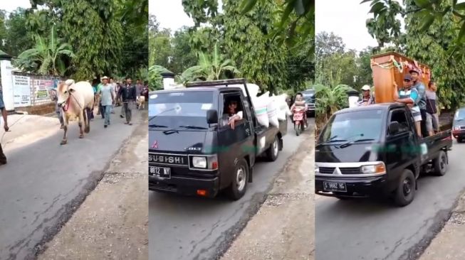 Epic! Pengantin Pria Bawa Seserahan Sapi Plus Gabah 7 Pikap Full