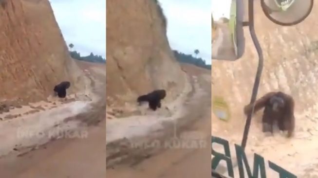 Pilu! Viral Video Orang Utan 'Tersesat', Ruang Hidup Dibabat Proyek Tambang