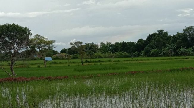 Petani Sulsel Akan Diberi Benih Padi Gratis